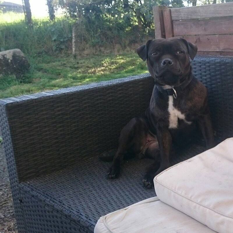 Missy du grand Molosse