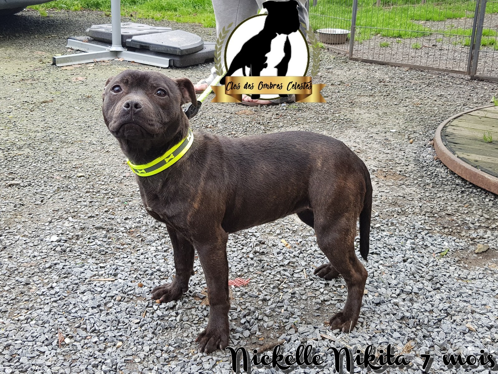 Nickelle nikita Du Clos Des Ombres Celestes