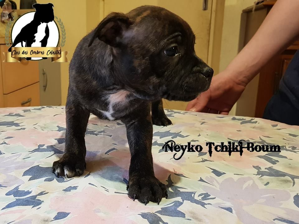 NEYKO TCHIKI BOUM